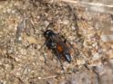 Evagetes sp.jpg
